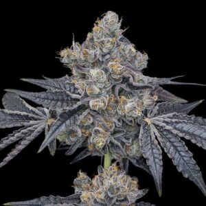 Offensive Selections Seeds Hellcat SeedTopia Best Cannabis seed bank in Thailand