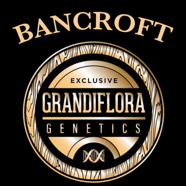 Bancroft Grandiflora Genetics Thailand Cannabis seeds