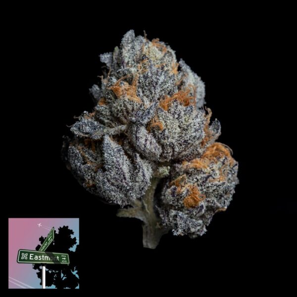 EastMont by Grandiflora Genetics Thailand seeds