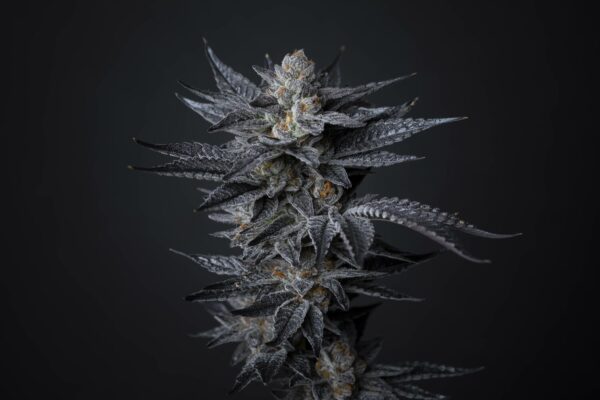 EastMont by Grandiflora Genetics Thailand seeds