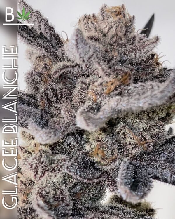 Glacee Blanche - BeLeaf Genetics » SeedTopia Cannabis Seeds Shop in ...