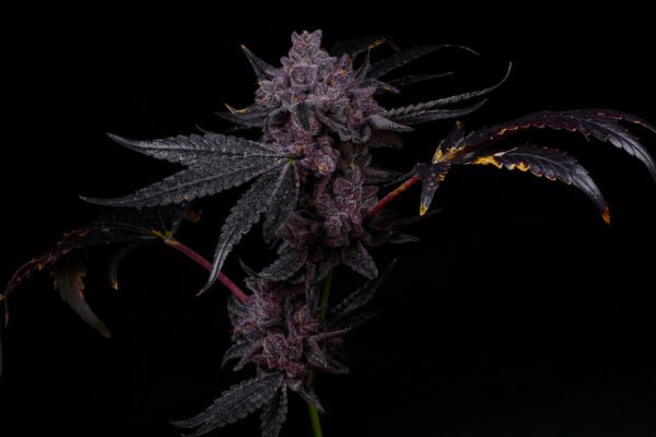 Grandi Candi by Grandiflora Genetics Thailand cannabis seeds