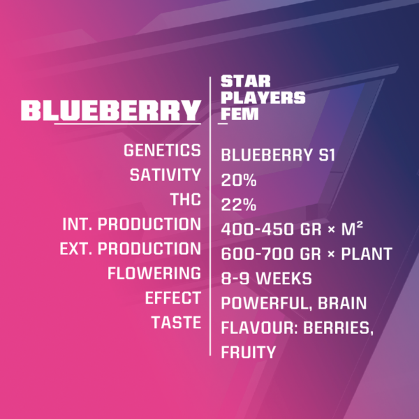 Blueberry - BSF SEEDS SeedTopia Best Cannabis seed shop in Thailand