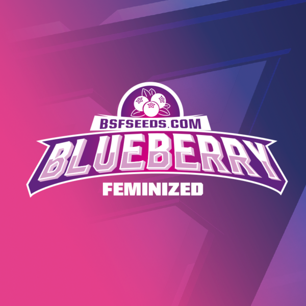 Blueberry - BSF SEEDS SeedTopia Best Cannabis seed shop in Thailand