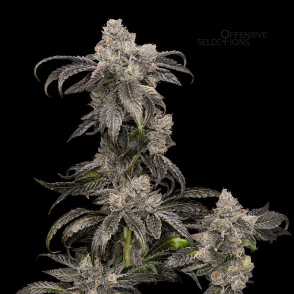 Pink Lady - Offensive Selections SeedTopia Best Cannabis seed bank in Thailand