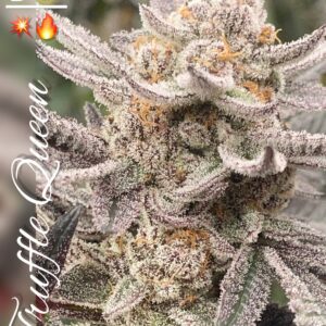Truffle Queen - BeLeaf Genetics. Cannabis seed shop in Thailand