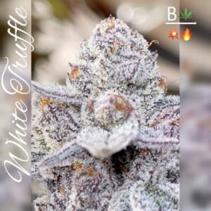 White Truffle S1 - BeLeaf Genetics. SeedTopia best cannabis seed shop in Thailand