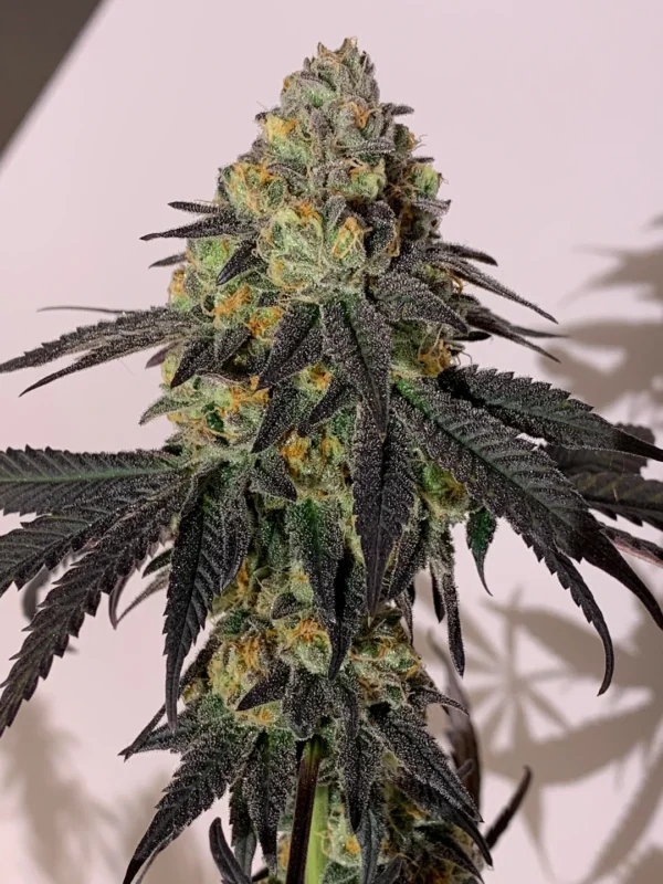 Blues Qlues AKA Blue 16 – Grandiflora Genetics. SeedTopia Cannabis seed bank in Thailand