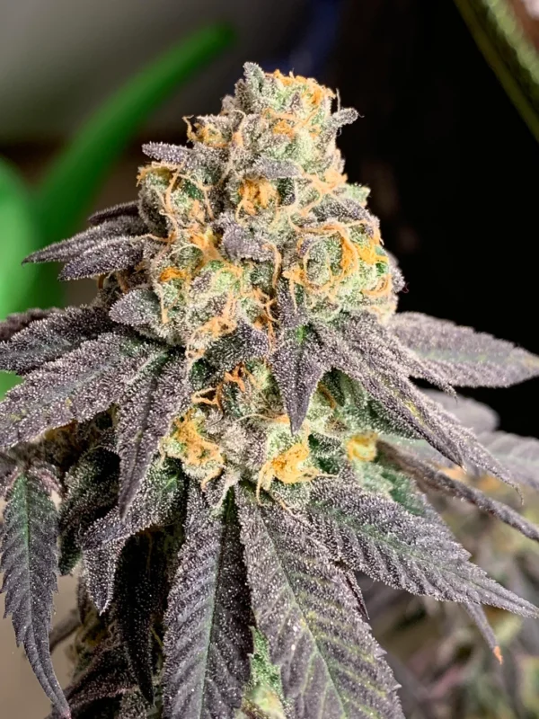 Blues Qlues AKA Blue 16 – Grandiflora Genetics. SeedTopia Cannabis seed bank in Thailand