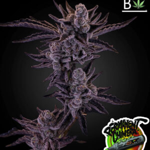 Permanent Chimera - BeLeaf Seed Junky collab. SeedTopia Cannabis seed bank Thailand