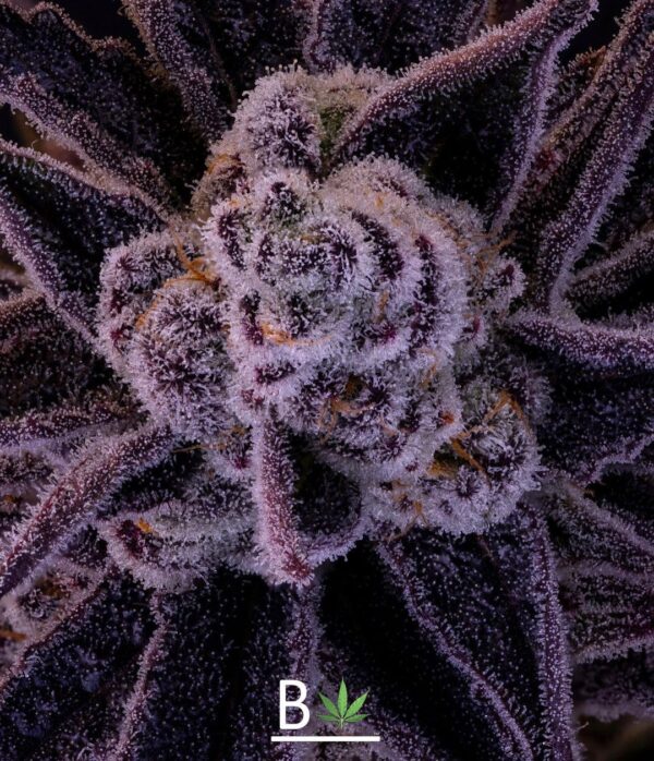 PERMANENT CHIMERA - SEED JUNKY/BELEAF COLLAB » SeedTopia Cannabis Seeds ...