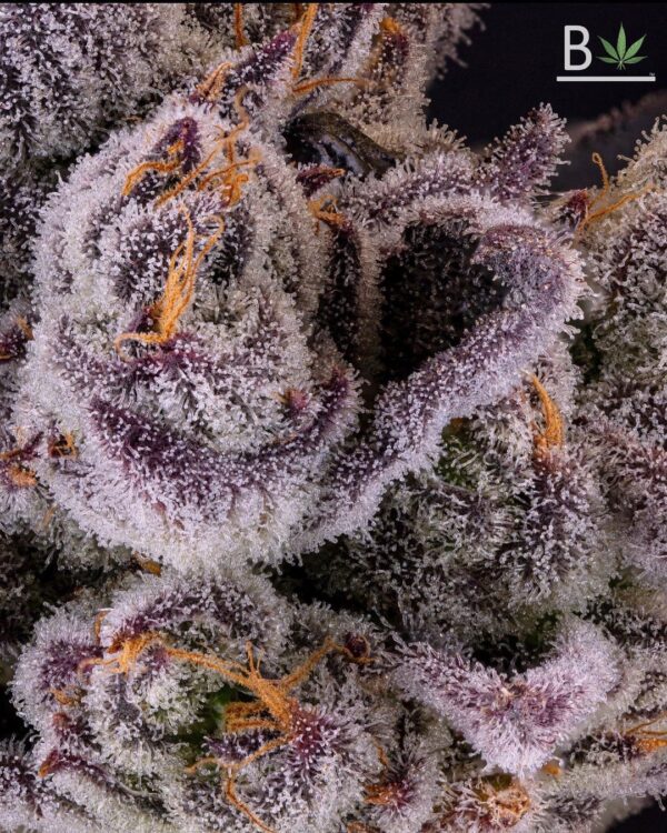 PERMANENT CHIMERA - SEED JUNKY/BELEAF COLLAB » SeedTopia Cannabis Seeds ...