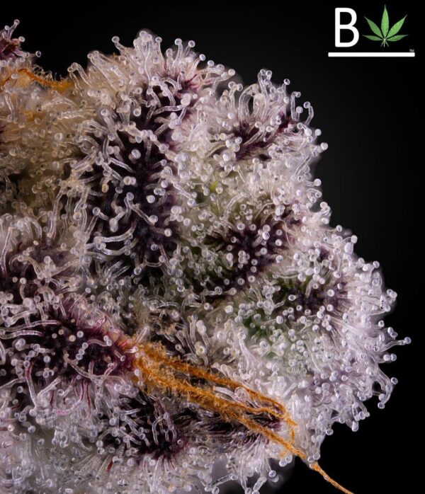 PERMANENT CHIMERA - SEED JUNKY/BELEAF COLLAB » SeedTopia Cannabis Seeds ...