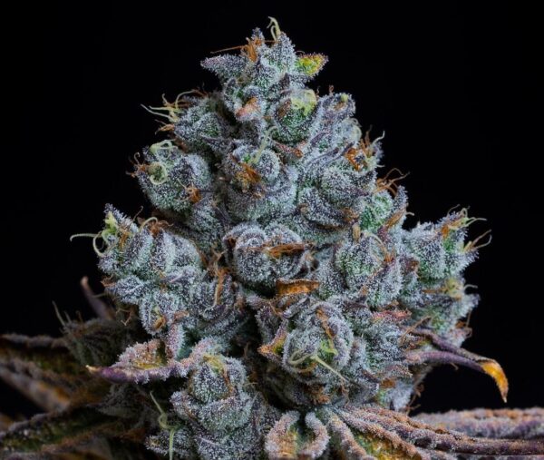Candy Pavé - Compound Genetics » SeedTopia Cannabis Seeds Shop in Thailand