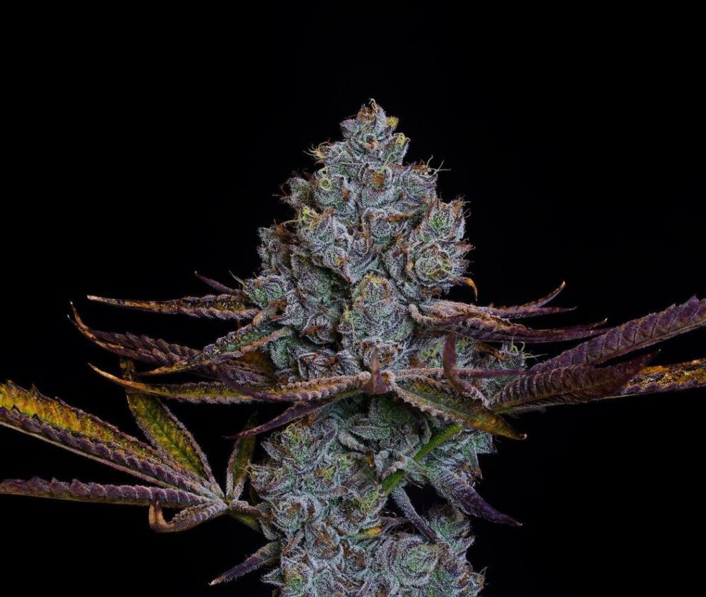 Candy Pavé - Compound Genetics » SeedTopia Cannabis Seeds Shop in Thailand
