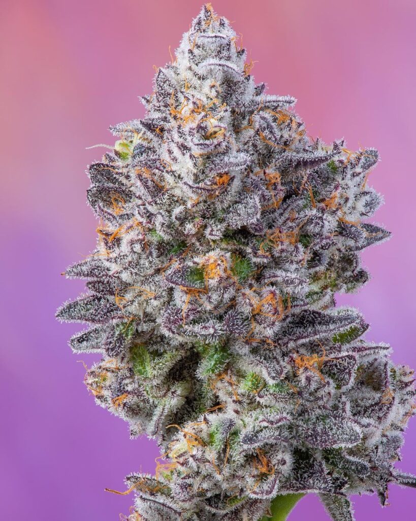 Fish Scale x Fish Scale - Compound Genetics (Cookies Collab ...