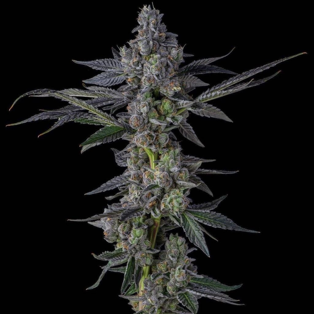 Rainbow Pavé - Compound Genetics » SeedTopia Cannabis Seeds Shop in ...