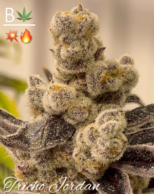 Tricho Jordan - BeLeaf Genetics » SeedTopia Cannabis Seeds Shop in Thailand