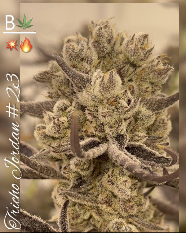Tricho Jordan - BeLeaf Genetics » SeedTopia Cannabis Seeds Shop in Thailand