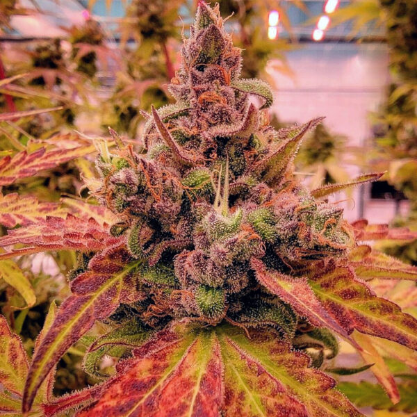 Granny Mac - Capulator » SeedTopia Cannabis Seeds Shop in Thailand
