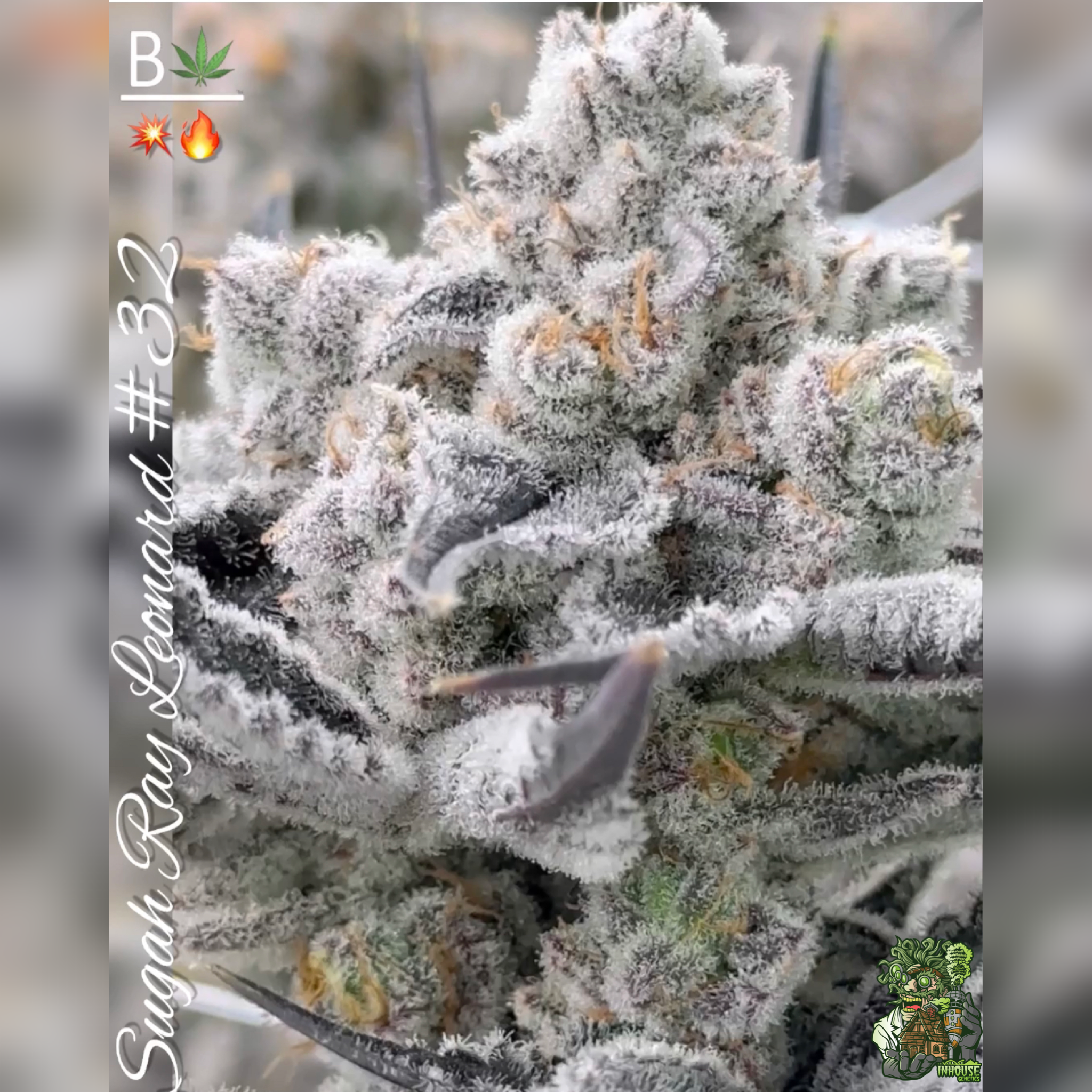 Sugar Ray Leonard – BeLeaf Genetics » SeedTopia Cannabis Seeds Shop in ...