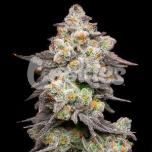 Acai Grapes - Cookies