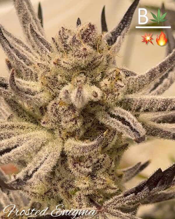 Frosted Enigma - BeLeaf Genetics » SeedTopia Cannabis Seeds Shop in ...
