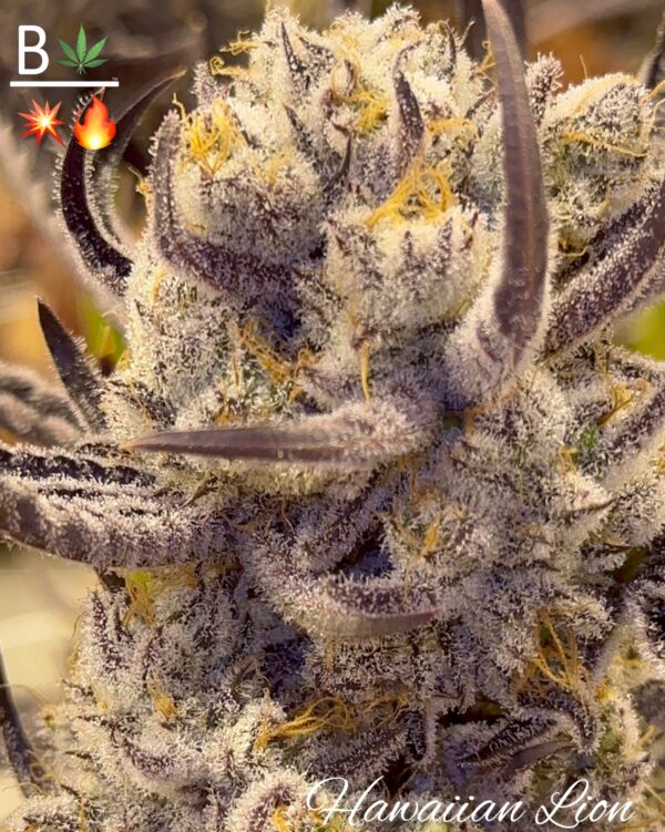 Hawaiian Lion - BeLeaf Genetics » SeedTopia Cannabis Seeds Shop in Thailand