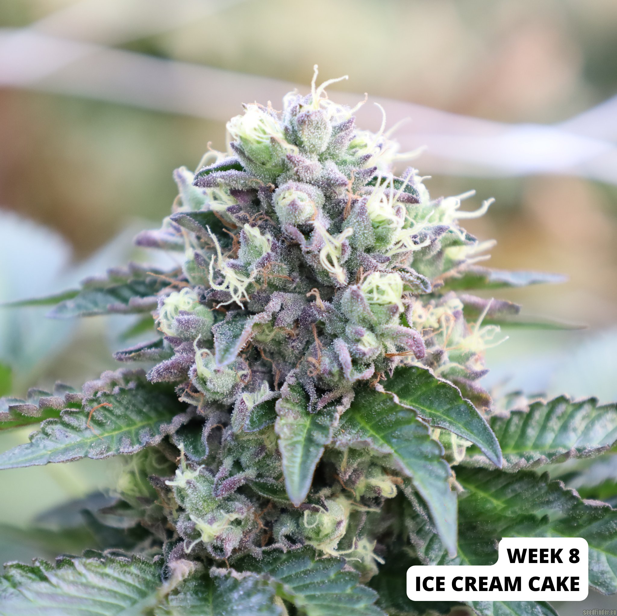 Ice Cream Cake – Seed Junky Genetics » SeedTopia Cannabis Seeds Shop in ...