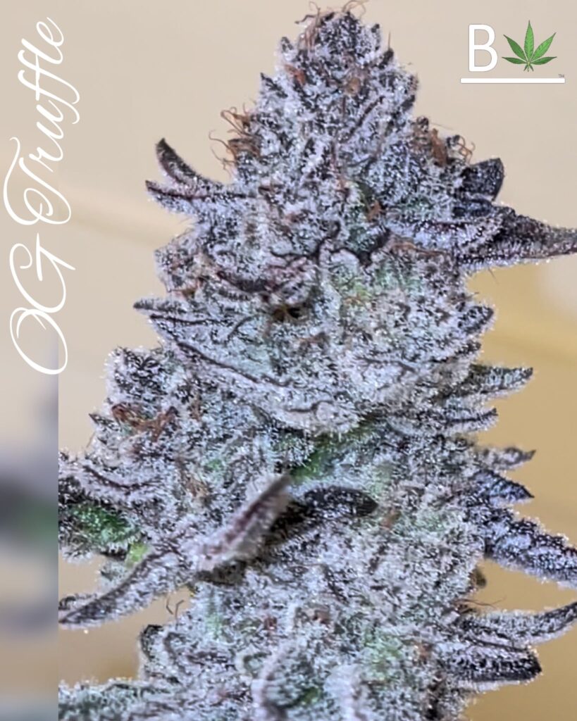 OG Truffle - BeLeaf Genetics » SeedTopia Cannabis Seeds Shop in Thailand