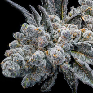 Ice Cream Cake – Seed Junky Genetics