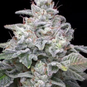 Zkittlez x Kush Mints 11 - Seed Junky Genetics