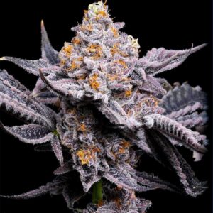 Wedding Sunset - Seed Junky Genetics