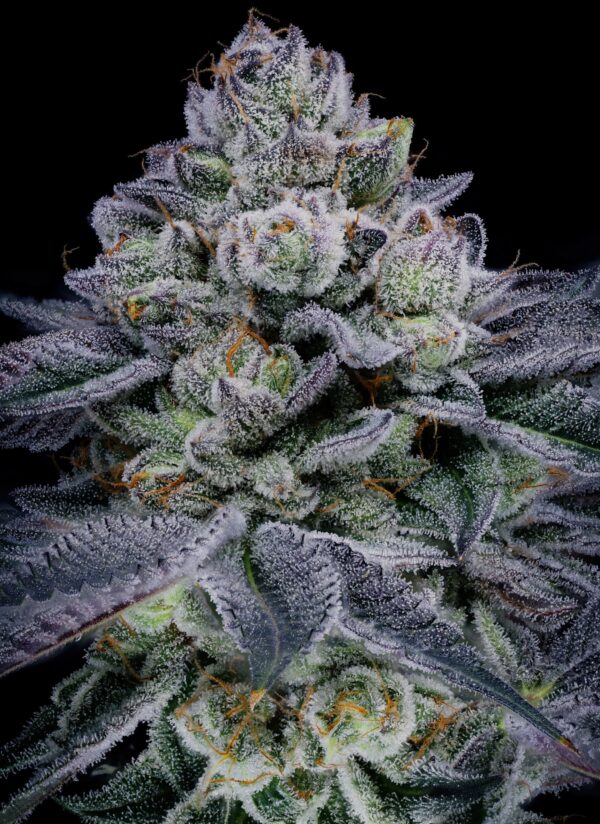 Blue Power - Sin City Seeds