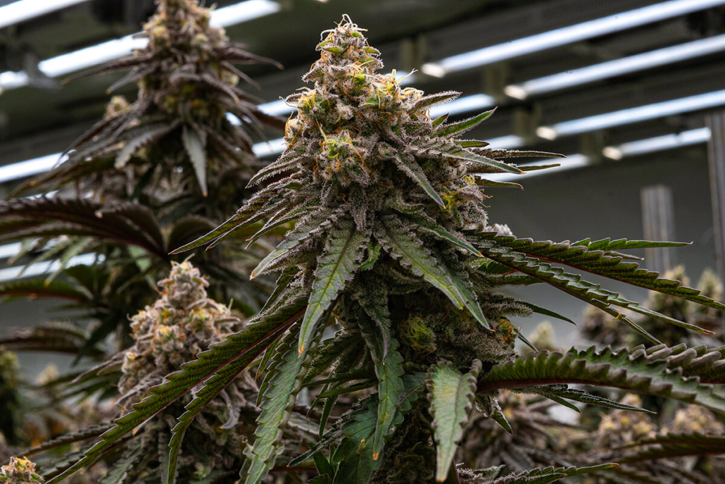 MAC V2 - Capulator » SeedTopia Cannabis Seeds Shop in Thailand
