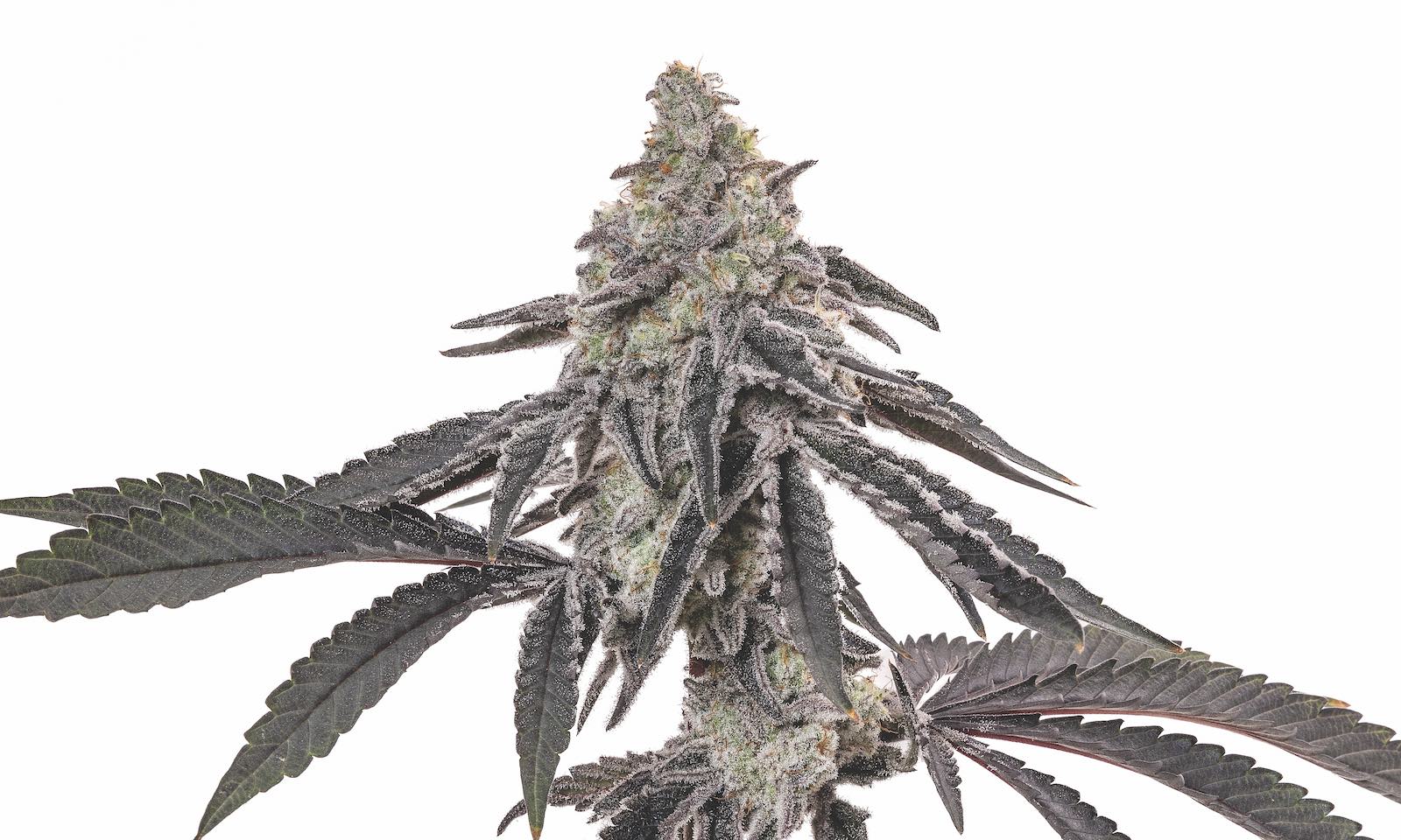 MAC V2 - Capulator » SeedTopia Cannabis Seeds Shop in Thailand